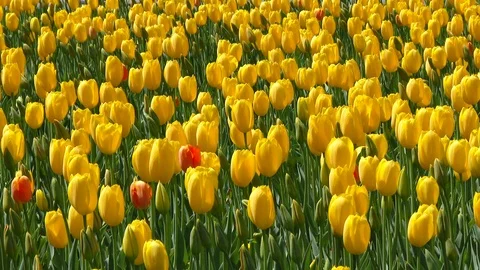Yellow Tulips Stock Footage 102800425