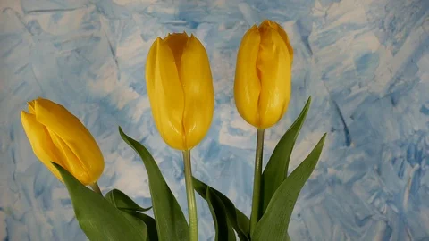 Yellow tulips Stock-Footage 117337594