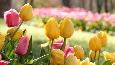 Yellow tulips 스톡 동영상 173501483