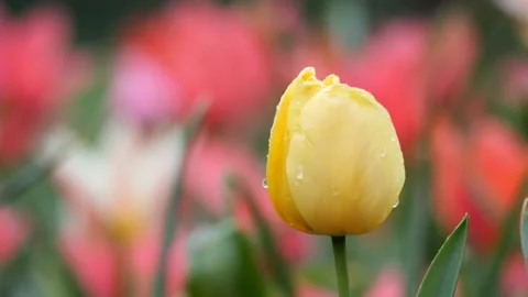 Yellow Tulips Stock-Footage 175976533
