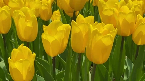 Yellow Tulips Stock Footage 186926900