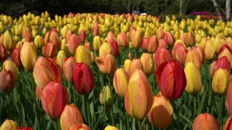 Yellow tulips Stock Footage 313563407