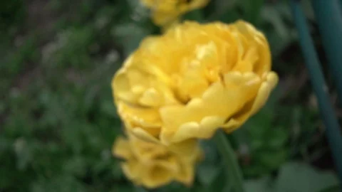 Yellow tulips at garden Stock Footage 107601268