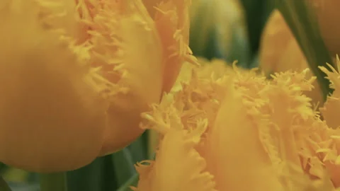 Yellow tulips in a garden Stock Footage 233285096