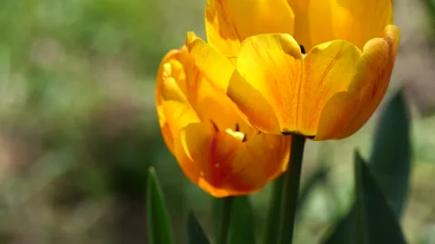Yellow tulips in the garden Stock Footage 239367362