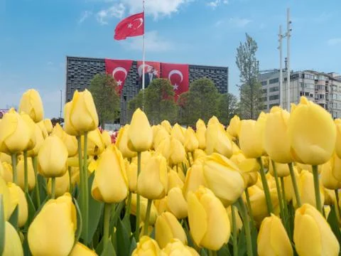 Yellow tulips of Istanbul. Area taksim. Istanbul historical monuments and Stock Photos