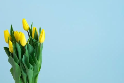 Yellow tulips on the left side of light blue background Stock Photos
