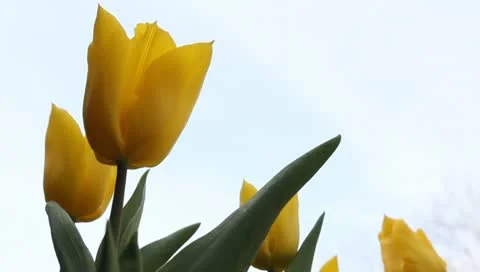 Yellow tulips outdoors Stock Footage 11019722