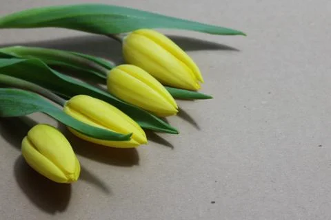 Yellow tulips on paper Stock Photos