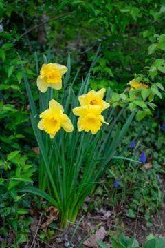 Yellow Tulips in a Patch of Grass Stock Photos
