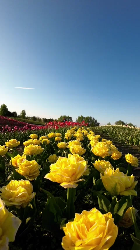 Yellow tulips in a pattern on a field. Vertical Video Stock Footage 247526702