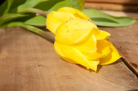 Yellow tulips Stock Photos