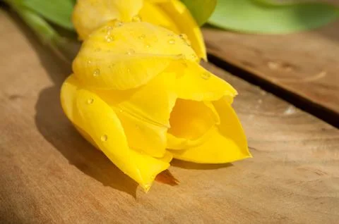 Yellow tulips Stock Photos