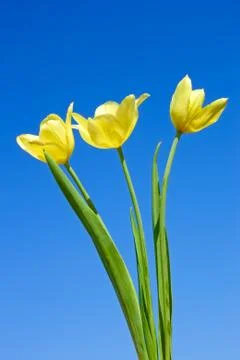 Yellow tulips Stock Photos