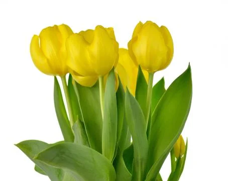 Yellow tulips Stock Photos