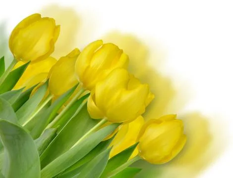 Yellow tulips Stock Photos