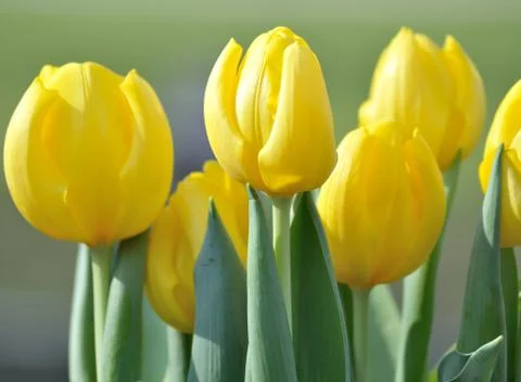 Yellow tulips Stock Photos
