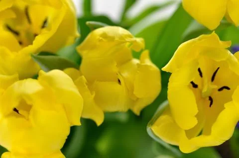 Yellow tulips Stock Photos