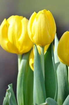 Yellow tulips Stock Photos