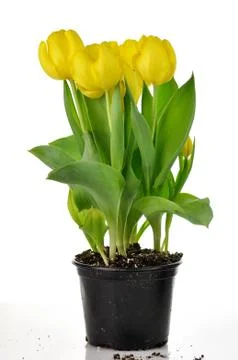 Yellow tulips Stock-Fotos