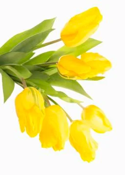 Yellow tulips Stock Photos