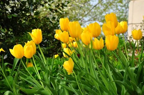 Yellow tulips Stock Photos