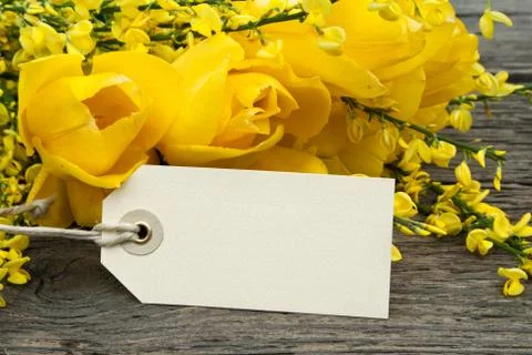 Yellow tulips Stock Photos