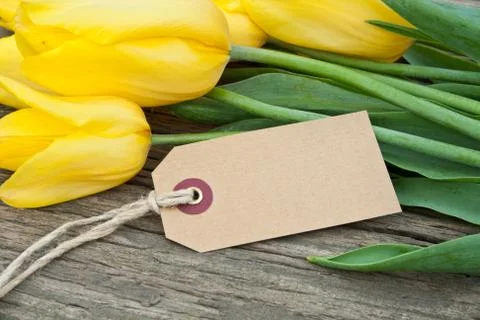 Yellow tulips Stock Photos