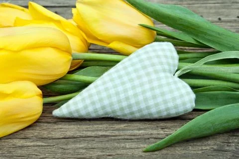 Yellow tulips Stock Photos