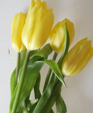 Yellow tulips Stock Photos