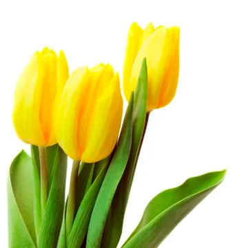 Yellow tulips Stock Photos