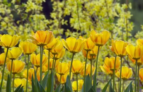 Yellow tulips Stock Photos
