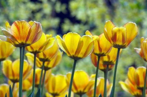 Yellow tulips Stock Photos