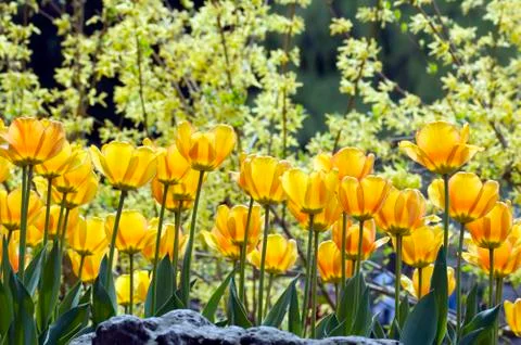 Yellow tulips Stock Photos