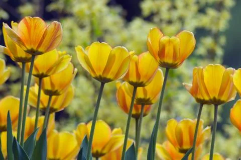 Yellow tulips Foto stock