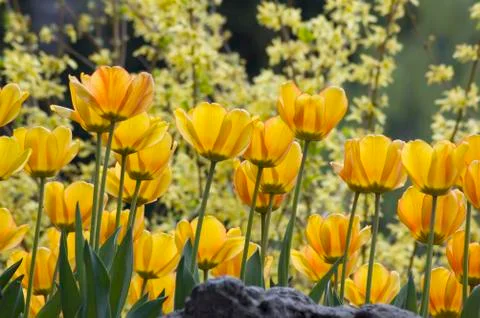 Yellow tulips Foto stock