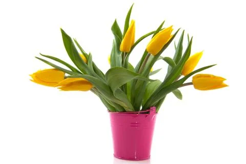 Yellow tulips Stock Photos