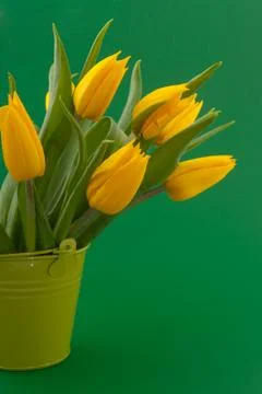 Yellow tulips Stock Photos