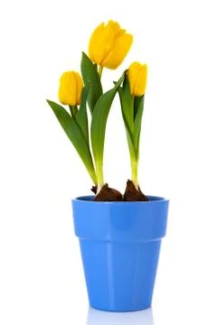 Yellow tulips Foto stock