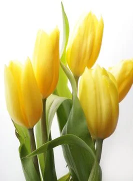 Yellow tulips Stock Photos