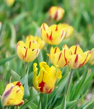 Yellow tulips Stock Photos