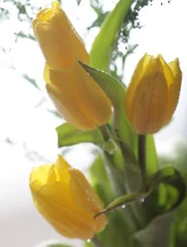 Yellow tulips Stock Photos