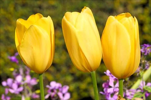 Yellow tulips Stock Photos