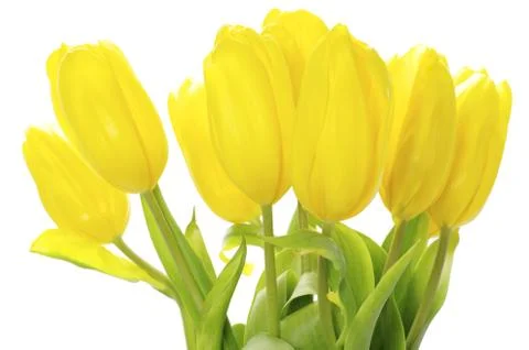 Yellow tulips Foto stock