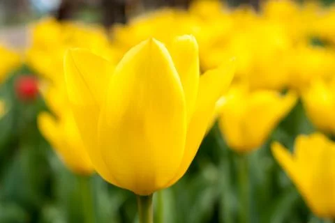 Yellow tulips Stock Photos