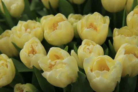 Yellow tulips Stock Photos