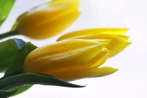 Yellow tulips Stock Photos