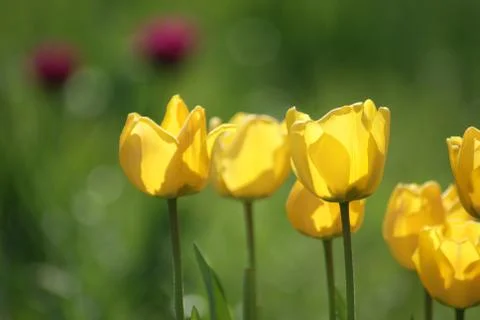 Yellow tulips Stock Photos