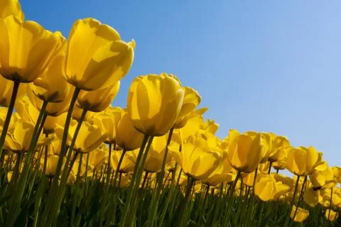 Yellow tulips Stock Photos