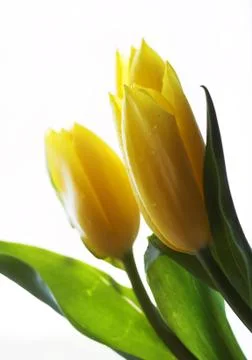 Yellow tulips Stock Photos